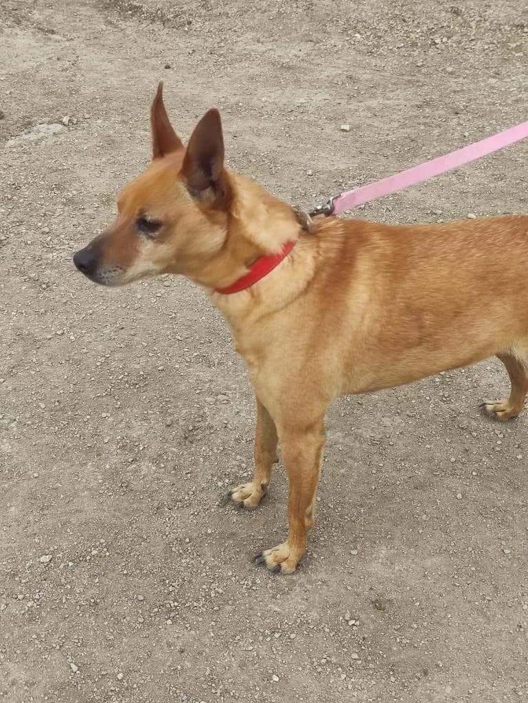 PETIFYC10371 photo 3