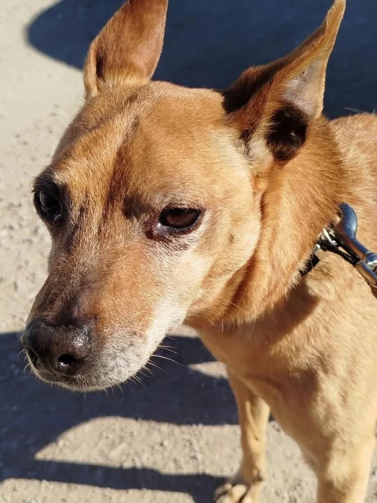 PETIFYC10371 photo 5