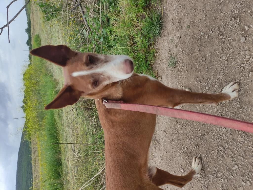 PETIFYC10372 photo 5