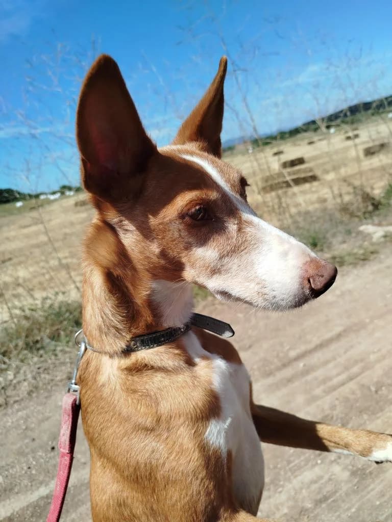 PETIFYC10372 photo 6