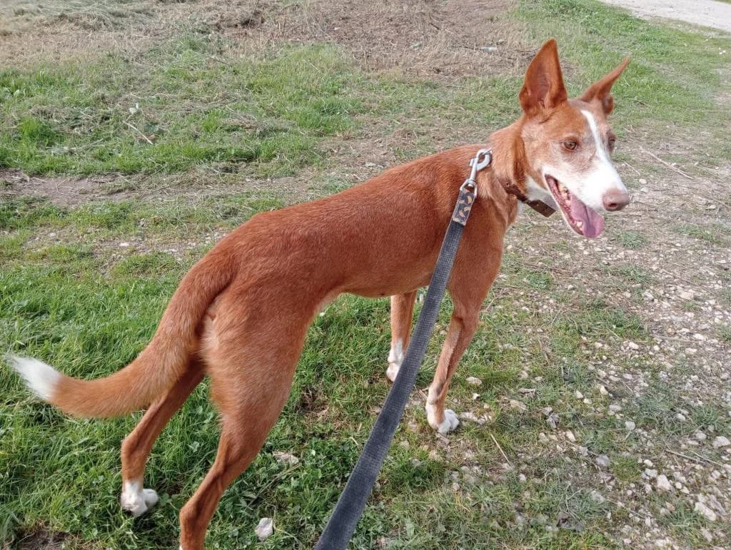 PETIFYC10372 photo 7