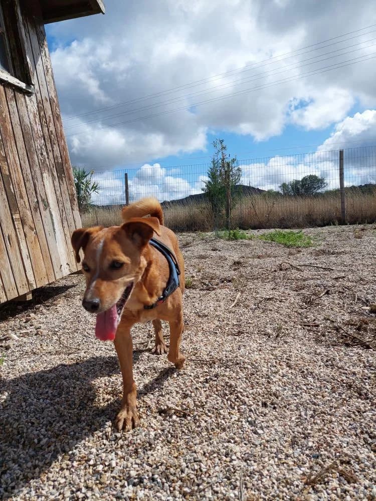 PETIFYC10374 photo 2