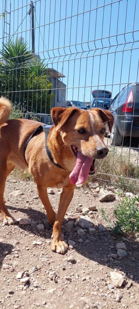 PETIFYC10374 photo 3