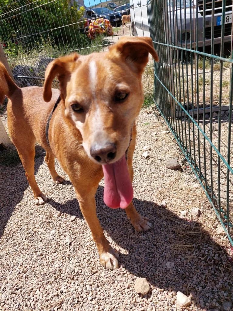 PETIFYC10374 photo 8