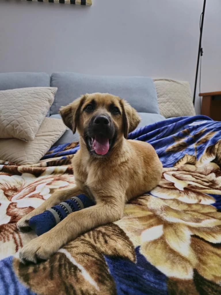 PETIFYC10375 photo 3