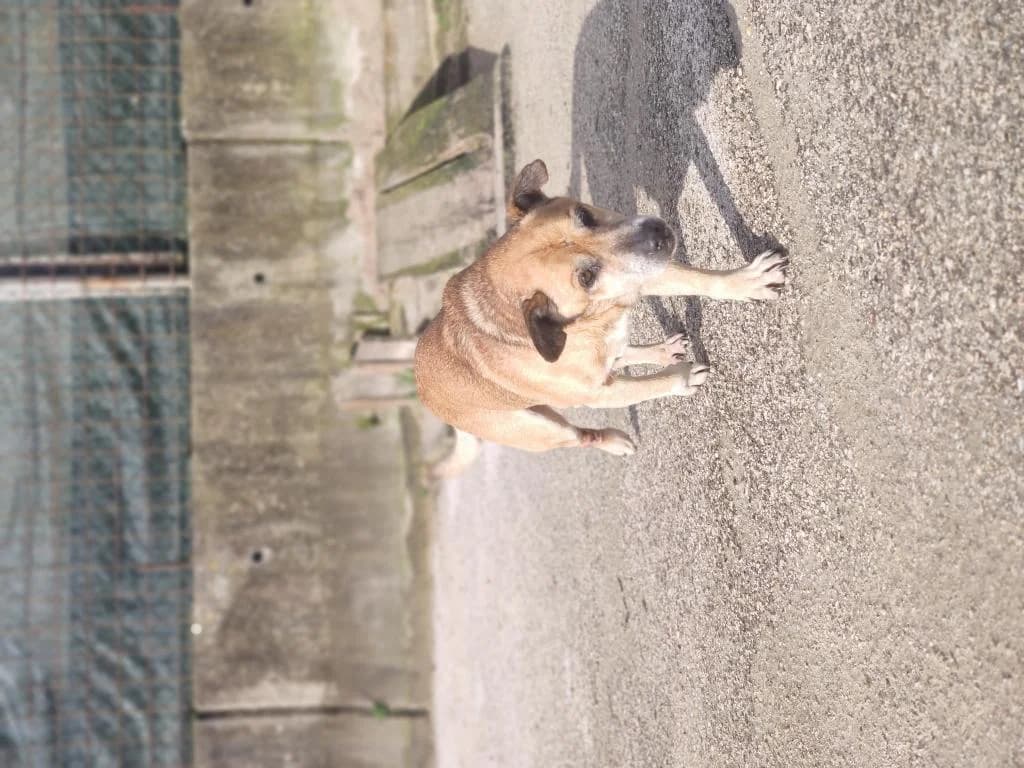 PETIFYC10376 photo 2