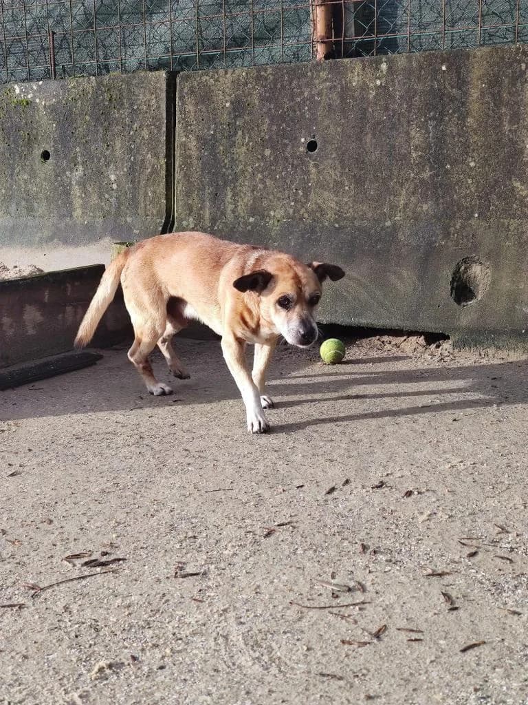 PETIFYC10376 photo 3