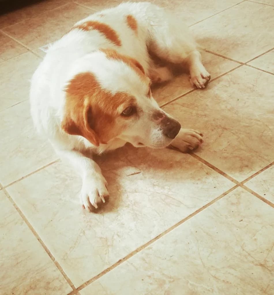 PETIFYC10376 photo 7