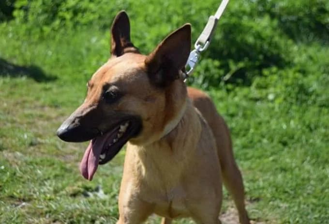 PETIFYC10382 photo 6