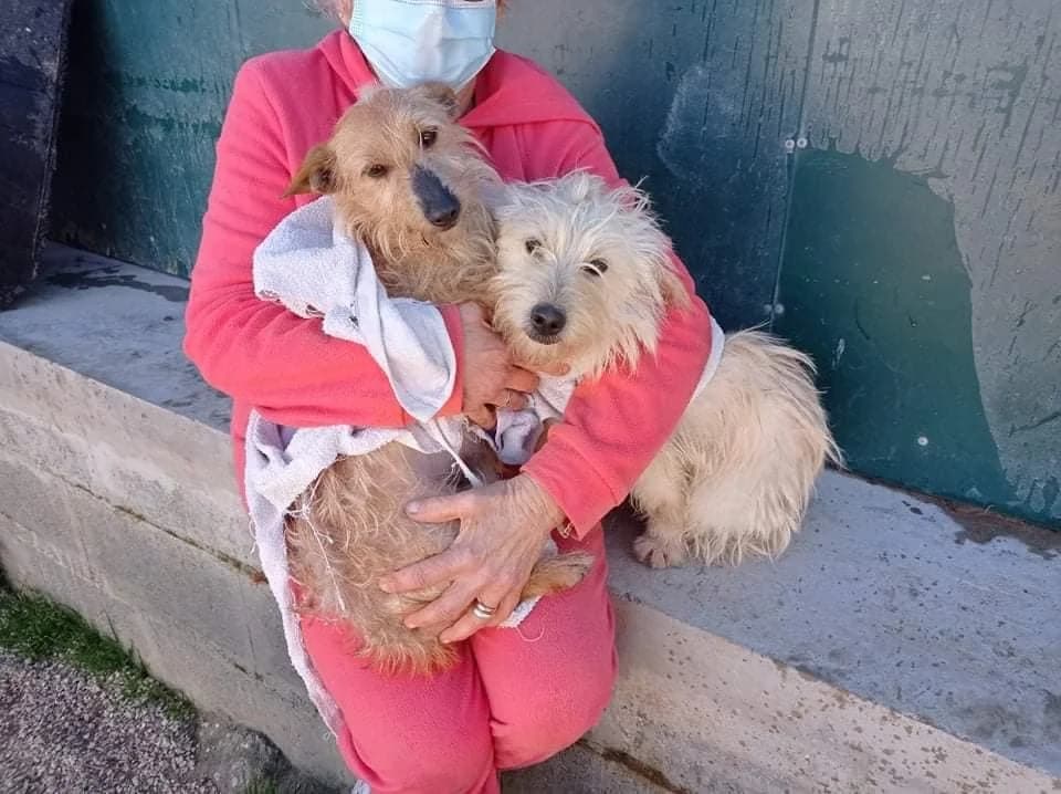 PETIFYC10382 photo 7