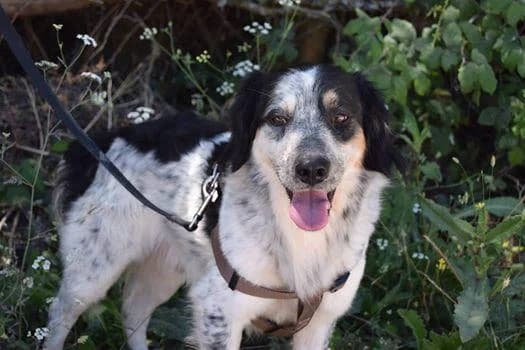 PETIFYC10399 photo 4