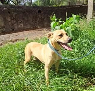 PETIFYC10399 photo 8