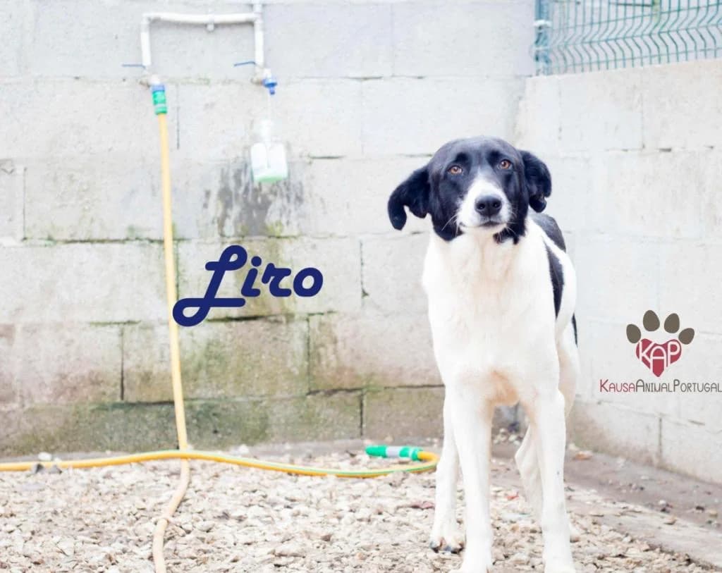 PETIFYC10402 photo 4