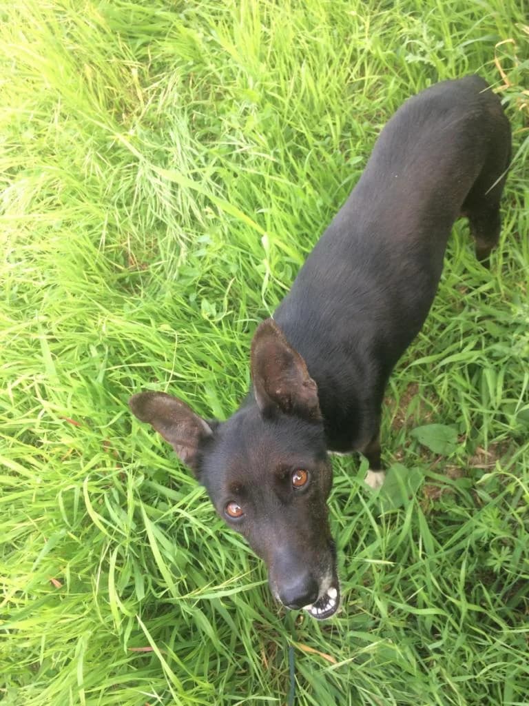 PETIFYC10414 photo 4