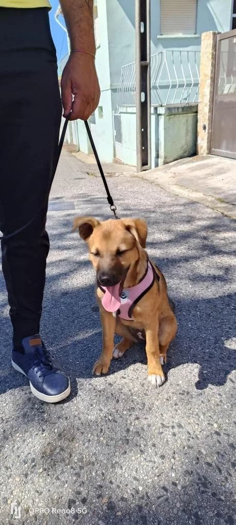 PETIFYC10414 photo 5