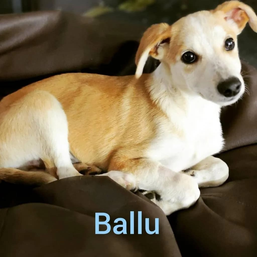 PETIFYC10414 photo 6