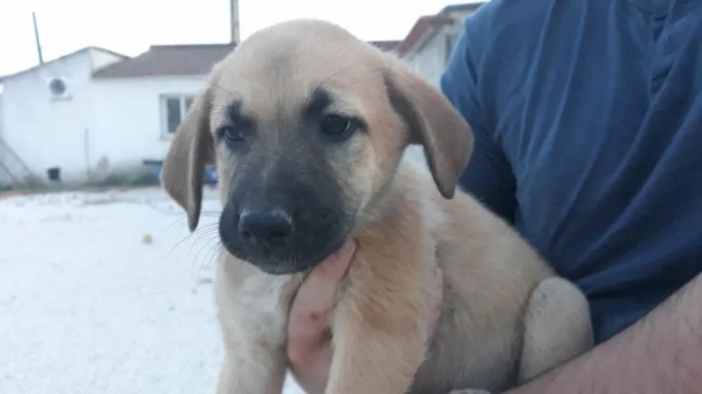 PETIFYC10414 photo 7