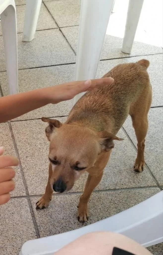 PETIFYC10420 photo 3