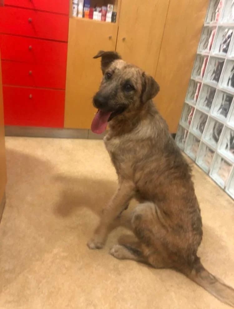 PETIFYC10420 photo 5