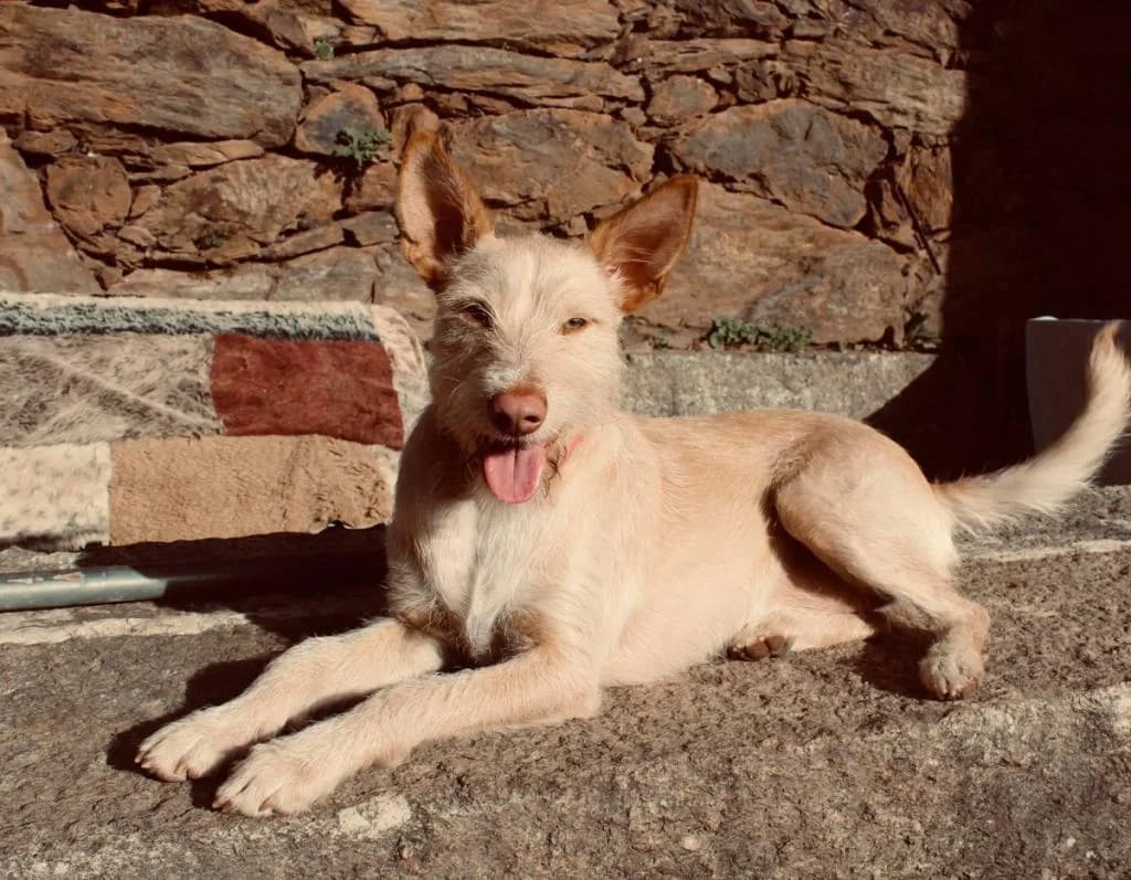 PETIFYC10420 photo 6