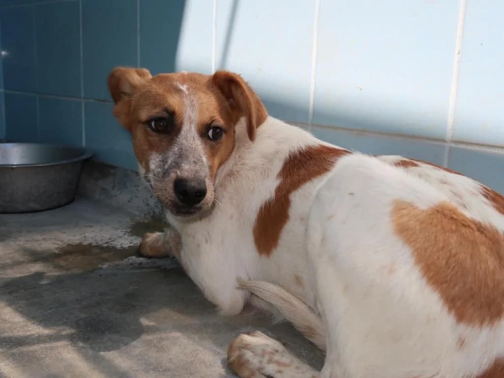 PETIFYC10421 photo 3