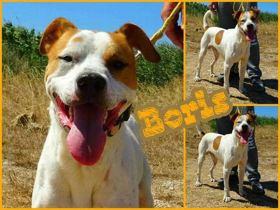 PETIFYC10421 photo 7