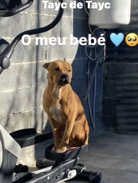 PETIFYC10444 photo 2