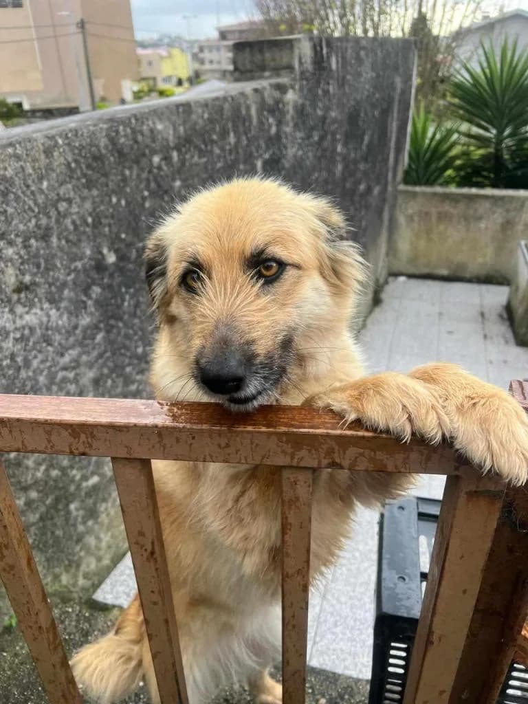 PETIFYC10445 photo 2