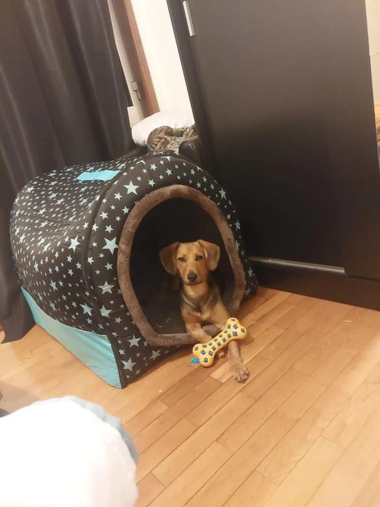 PETIFYC10447 photo 2