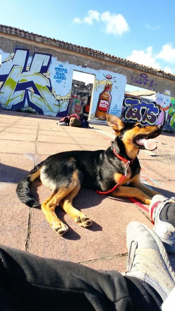 PETIFYC10449 photo 2