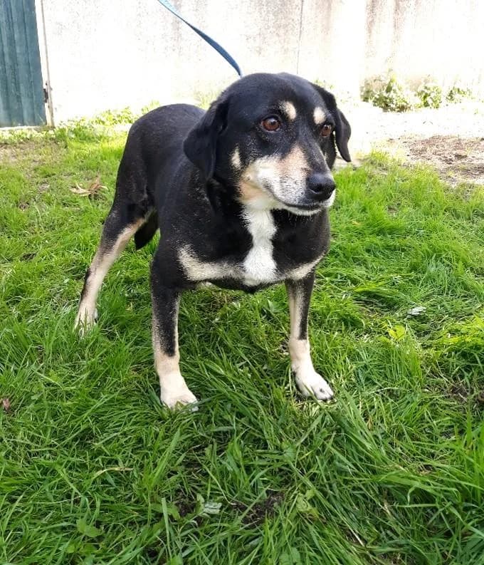 PETIFYC10468 photo 2