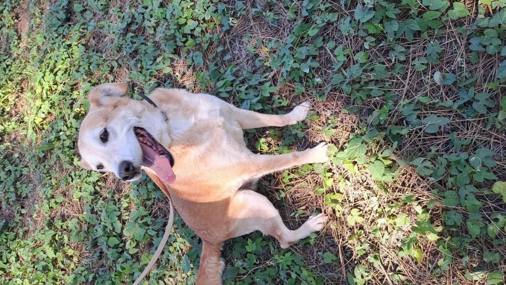 PETIFYC10471 photo 2