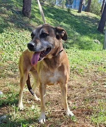 PETIFYC10472 photo 2