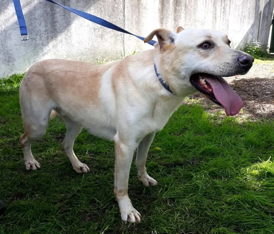 PETIFYC10474 photo 2