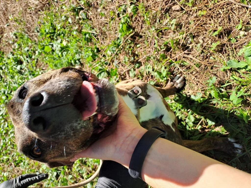 PETIFYC10480 photo 2