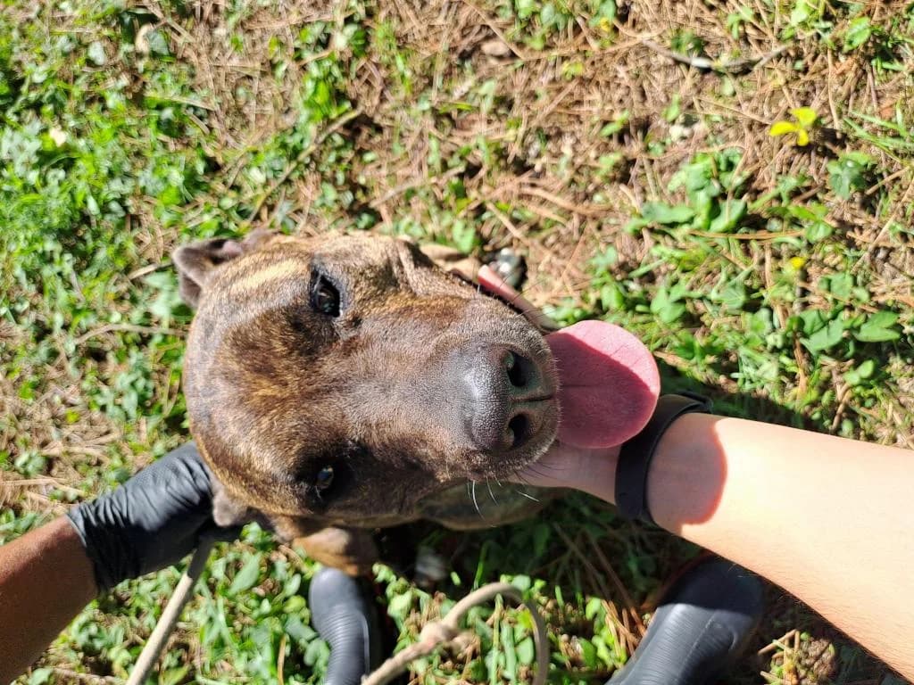 PETIFYC10480 photo 3