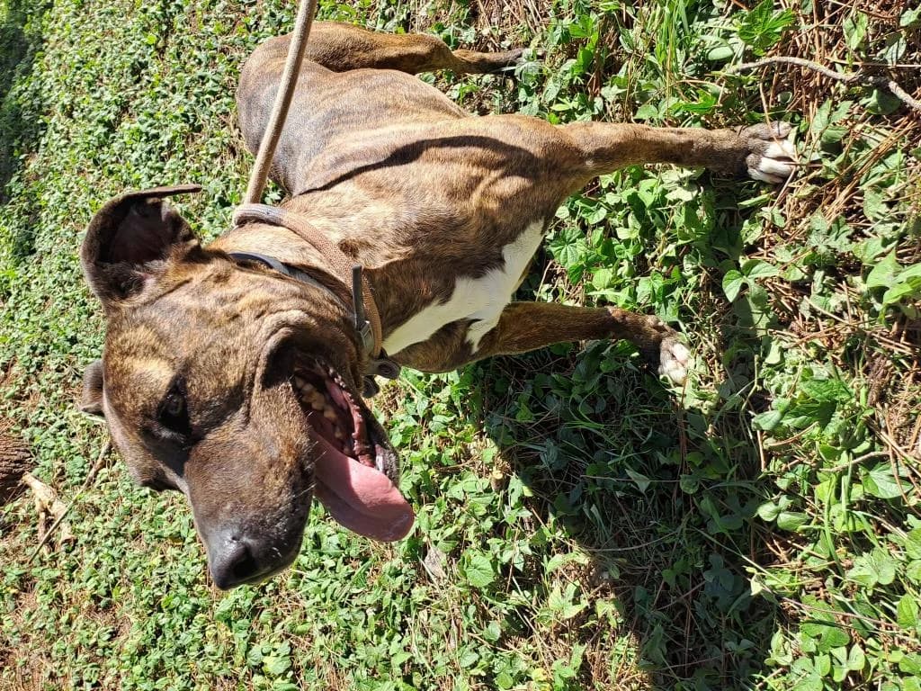 PETIFYC10480 photo 4