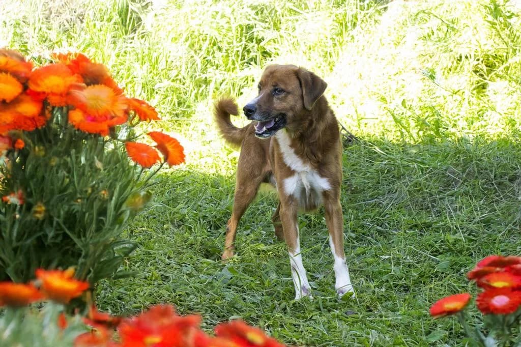 PETIFYC10480 photo 8