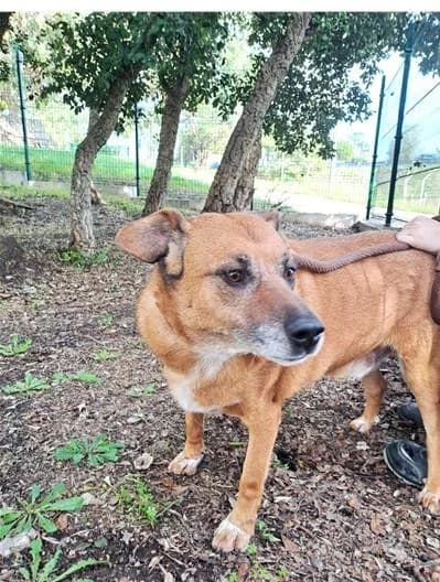 PETIFYC10482 photo 3