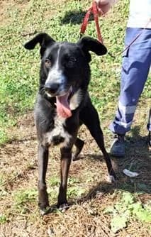 PETIFYC10483 photo 2