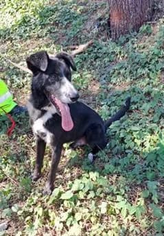 PETIFYC10483 photo 3