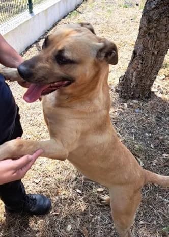 PETIFYC10484 photo 2