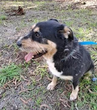 PETIFYC10485 photo 2