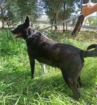 PETIFYC10486 photo 3