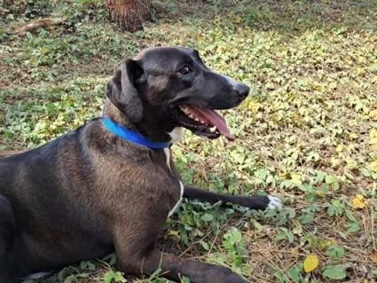 PETIFYC10487 photo 2