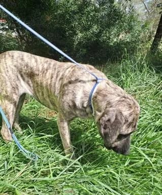 PETIFYC10489 photo 4