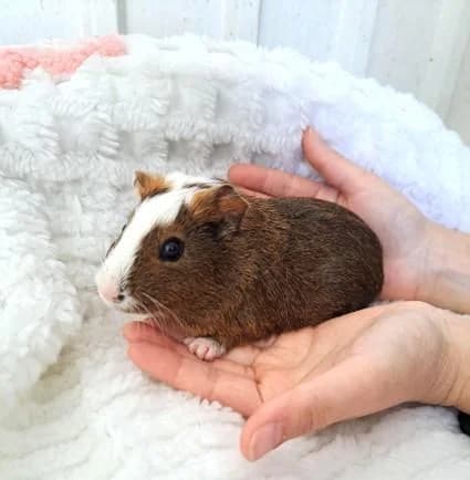 PETIFYC10492 photo 5