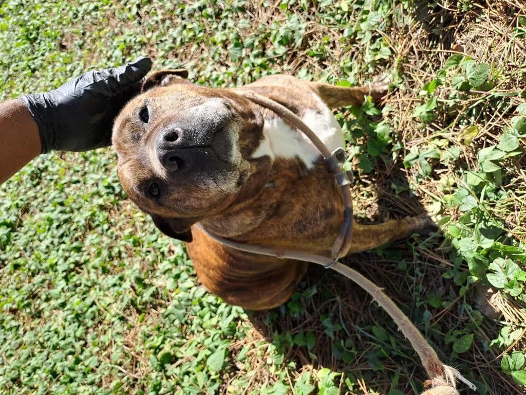 PETIFYC10494 photo 2