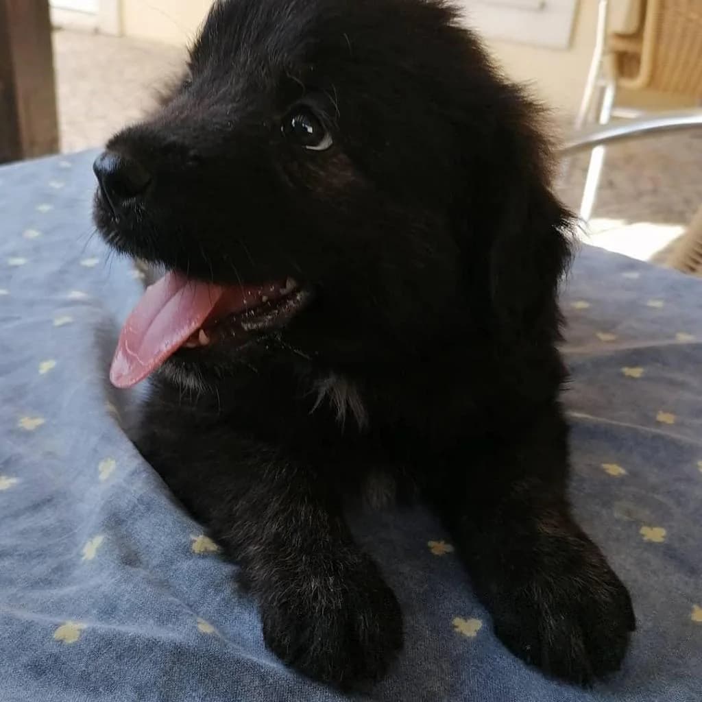 PETIFYC10494 photo 7