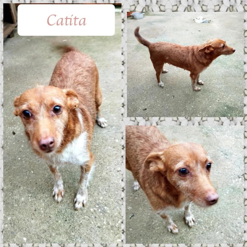 PETIFYC10495 photo 5